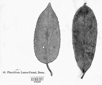 Phacidium laurocerasi image